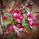 First Editions&reg; Gladiator&trade; Crabapple