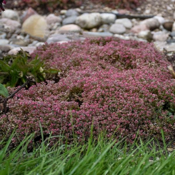 Steel the Show Sedum