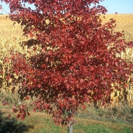 Burgundy Belle Maple