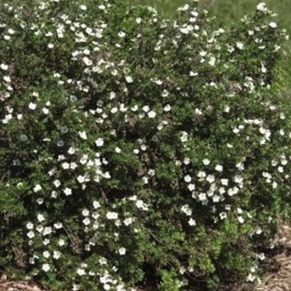 McKays White Potentilla