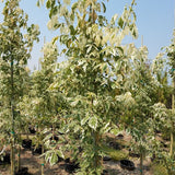 Flamingo Boxelder Maple