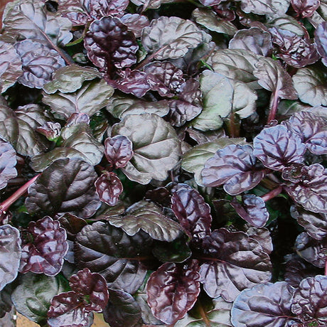 Proven Winners&reg; Black Scallop Ajuga