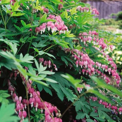 Old Fashioned Bleeding Heart