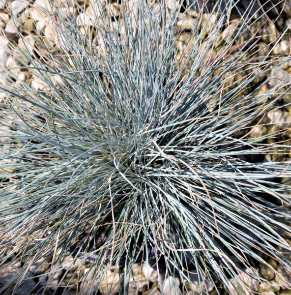 Beyond Blue&trade; Festuca