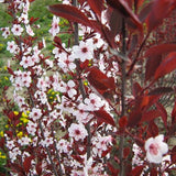 Purpleleaf Sand Cherry Tree