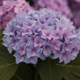 Let's Dance&reg; Rhythmic Blue&trade; Reblooming Hydrangea