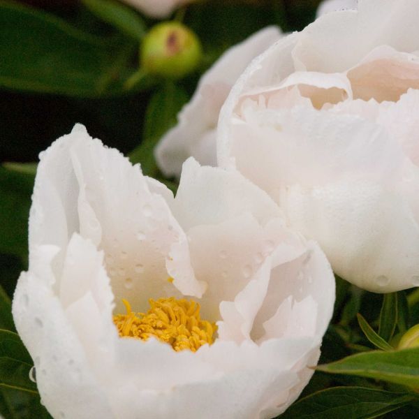 Krinkled White Peony