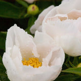 Krinkled White Peony