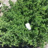 The Greek Oregano