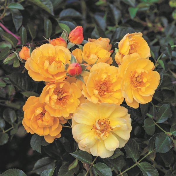 Sunshine Happy Trails&trade; Groundcover Rose