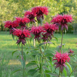 Jacob Cline Bee Balm