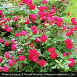 Oso Easy&reg; Double Red Rose