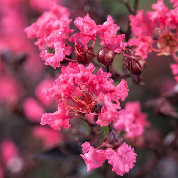 First Editions&reg; Twilight Magic&trade; Crape Myrtle Tree