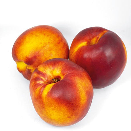 Red Gold Nectarine Tree