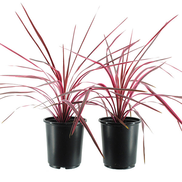 Cherry Sensation Cordyline