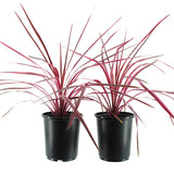 Cherry Sensation Cordyline