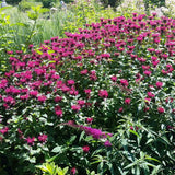 Raspberry Wine Bee Balm