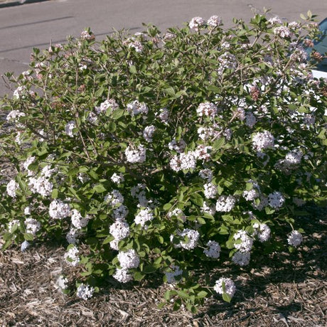 Fragrant Viburnum