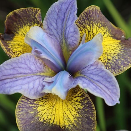 Peacock Butterfly? Uncorked Siberian Iris