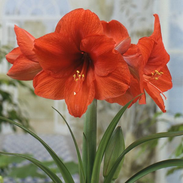 Orange Sovereign Amaryllis