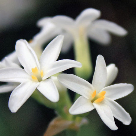 Savanna Lightning Society Garlic