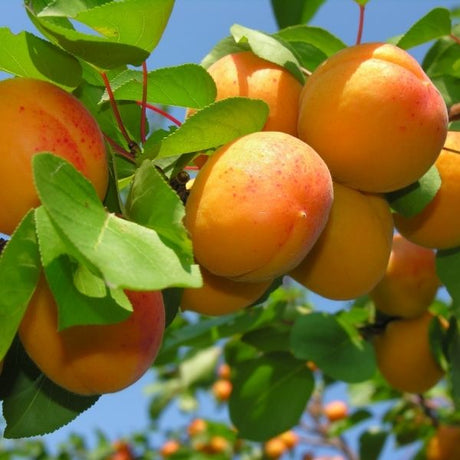 Harglow Apricot Tree