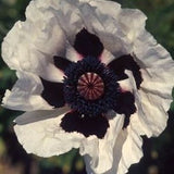 Royal Wedding Oriental Poppy