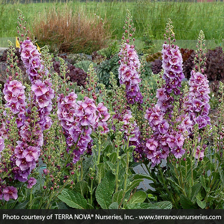 Verbascum Sugar Plum