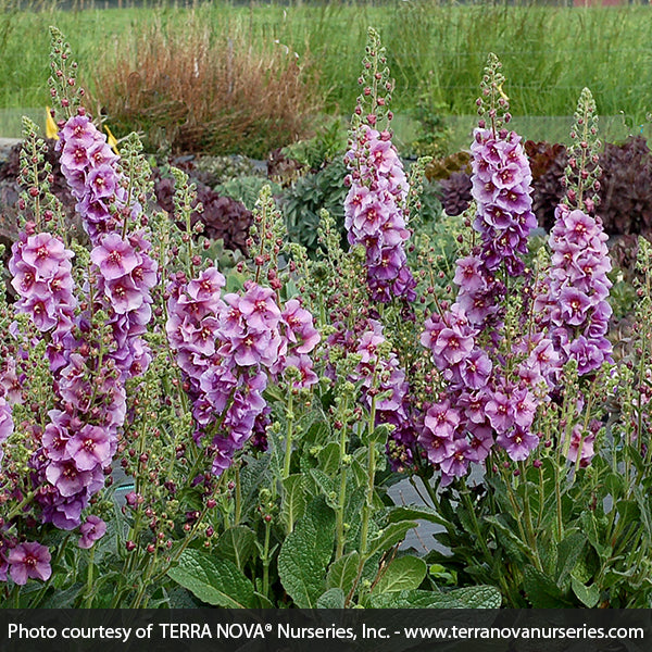 Verbascum Sugar Plum