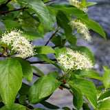 Cardinal Red Osier Dogwood