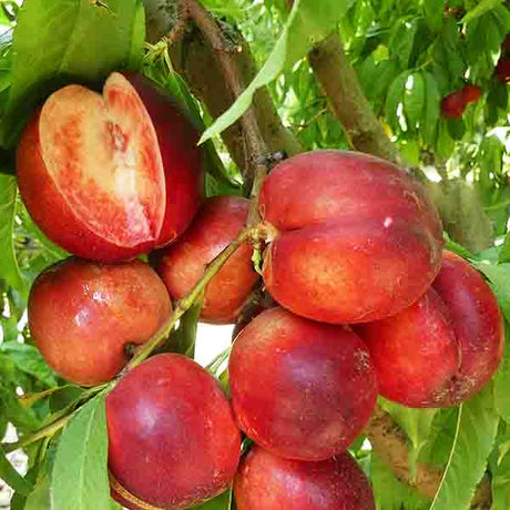 Arctic Glo Nectarine Tree