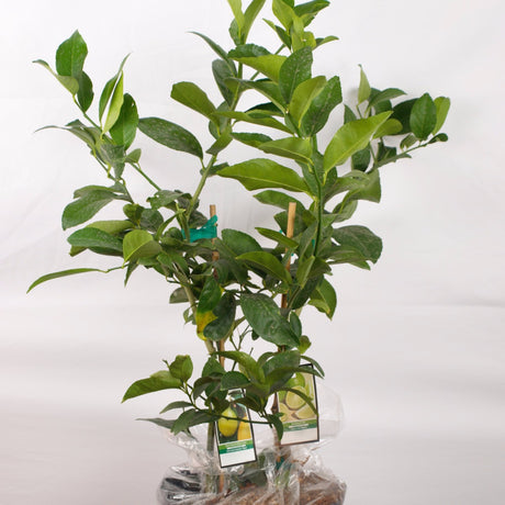 Lemon and Lime Tree 2n1