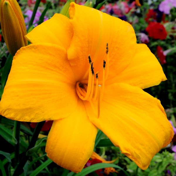 Spellbinder Daylily