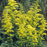 Showy Goldenrod