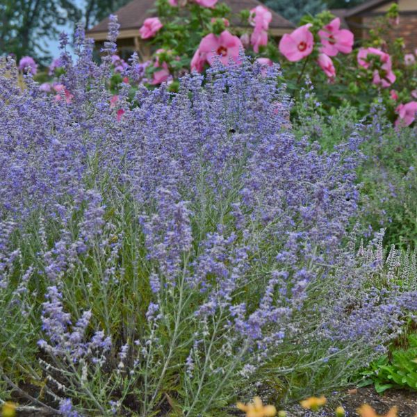 Peek-a-Blue Russian Sage