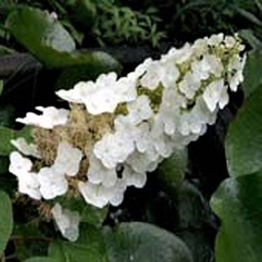 Ellen Huff Oakleaf Hydrangea