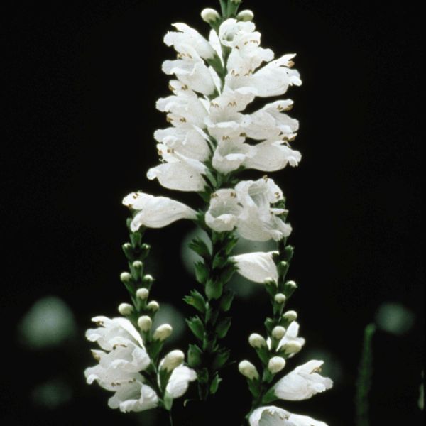 Miss Manners Obedient Plant