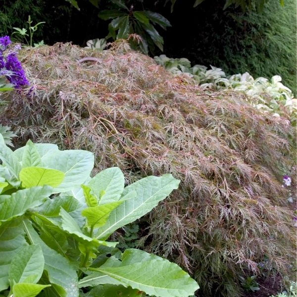 Tamukeyama Japanese Maple