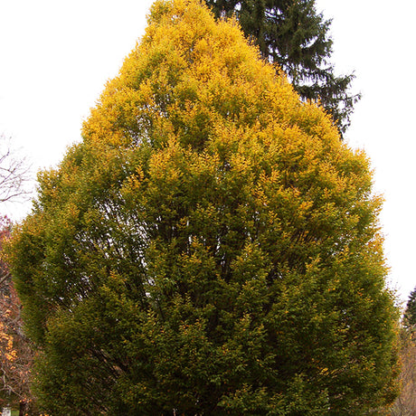 Columnar European Hornbeam