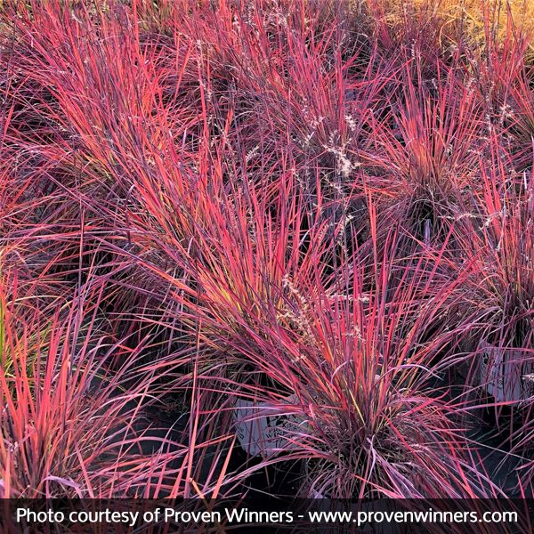 Prairie Winds Blue Paradise Little Bluestem