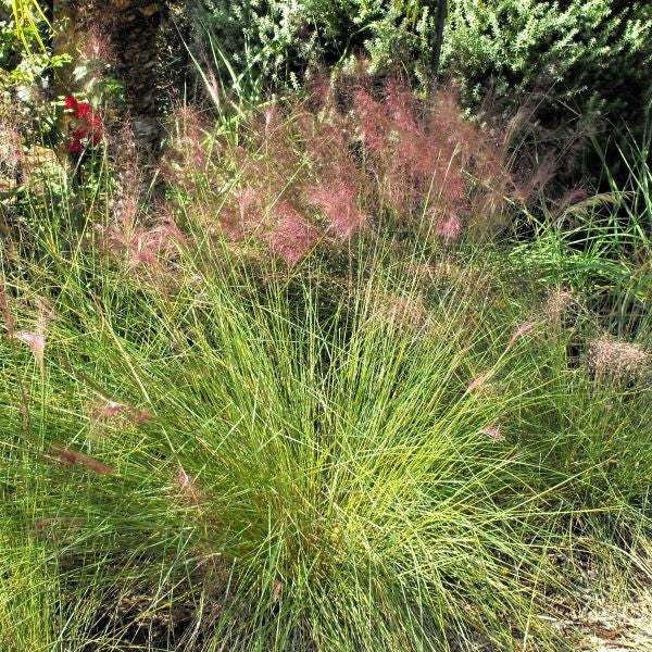 Pink Muhly Grass