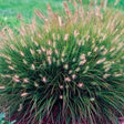 Little Bunny Fountain Grass