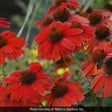 Sombrero Salsa Red Coneflower