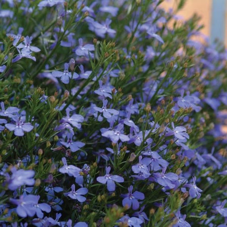 Laguna Sky Blue Lobelia