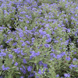 First Choice Blue Mist Shrub