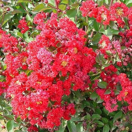 Dynamite Crape Myrtle Tree