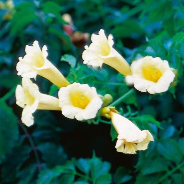 Yellow Trumpet Creeper