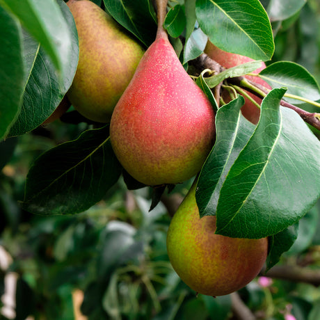 Summercrisp Pear Tree