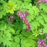 Goldheart Bleeding Heart