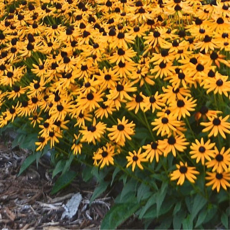 Little Goldstar Black-Eyed Susan